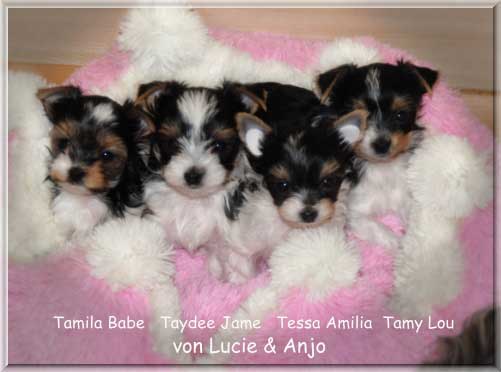 Alle 4 T Babys Lucie Anjo | Hundezucht von Martina Dase ver-la-luz - Golddust und Biewer Yorkshire Terrier a la Pom Pon