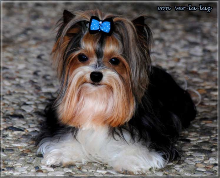 Biewer Yorkshire Terrier Lio von ver la luz 5 | Hundezucht von Martina Dase ver-la-luz - Golddust und Biewer Yorkshire Terrier a la Pom Pon