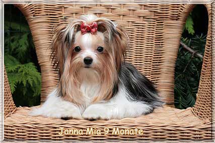 Cecile Janna Mia 9 Monate | Hundezucht von Martina Dase ver-la-luz - Golddust und Biewer Yorkshire Terrier a la Pom Pon