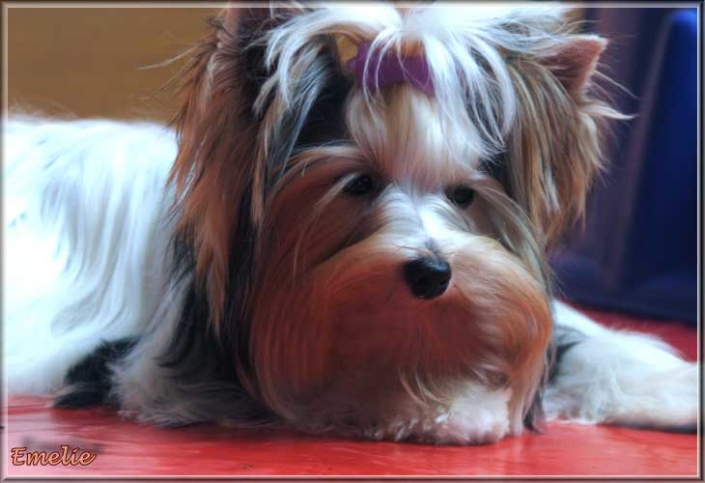 Emilie 9 Mon 2 | Hundezucht von Martina Dase ver-la-luz - Golddust und Biewer Yorkshire Terrier a la Pom Pon