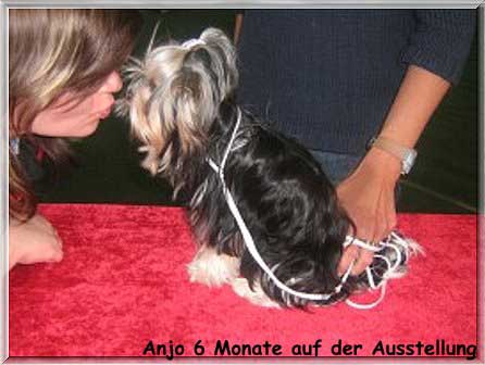 IMG 2320 6 Monate Munster | Hundezucht von Martina Dase ver-la-luz - Golddust und Biewer Yorkshire Terrier a la Pom Pon