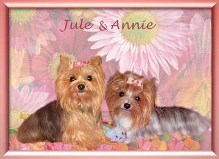 Jule und Annie | Hundezucht von Martina Dase ver-la-luz - Golddust und Biewer Yorkshire Terrier a la Pom Pon