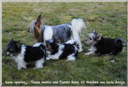 Lucie mit Welpen T und Jule U | Hundezucht von Martina Dase ver-la-luz - Golddust und Biewer Yorkshire Terrier a la Pom Pon