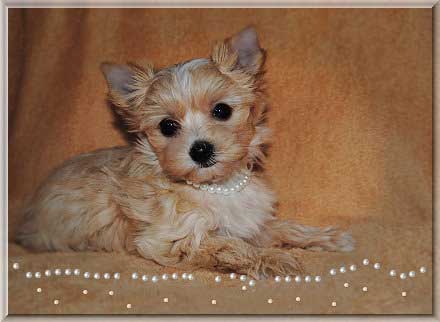 Mina L Leonie la perla 8 Wochen HP 2 | Hundezucht von Martina Dase ver-la-luz - Golddust und Biewer Yorkshire Terrier a la Pom Pon