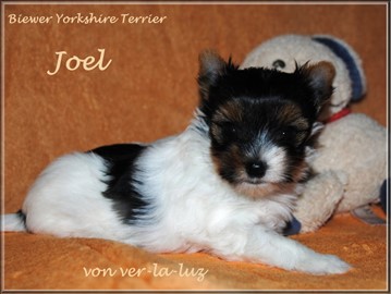 Joel 01 | Hundezucht von Martina Dase ver-la-luz - Golddust und Biewer Yorkshire Terrier a la Pom Pon