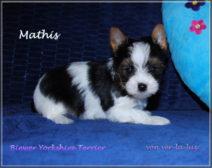 Finja M Biewer Yorkshire Terrier Mathis von ver la luz 6 wochen 1 | Hundezucht von Martina Dase ver-la-luz - Golddust und Biewer Yorkshire Terrier a la Pom Pon