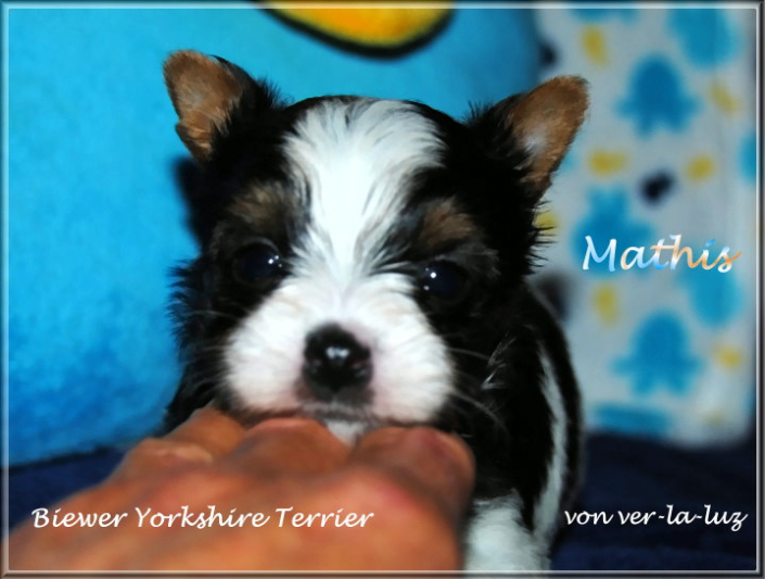 Finja M Biewer Yorkshire Terrier Ruede Mathis von ver la luz 45 wochen 2 | Hundezucht von Martina Dase ver-la-luz - Golddust und Biewer Yorkshire Terrier a la Pom Pon
