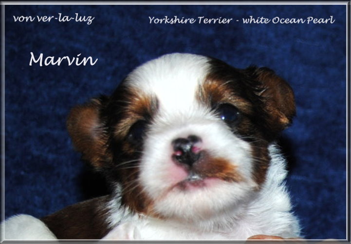 Finja M white Ocean Pearl Yorkshire Terrier Marvin von ver la luz 45 wochen 2 Kopie | Hundezucht von Martina Dase ver-la-luz - Golddust und Biewer Yorkshire Terrier a la Pom Pon