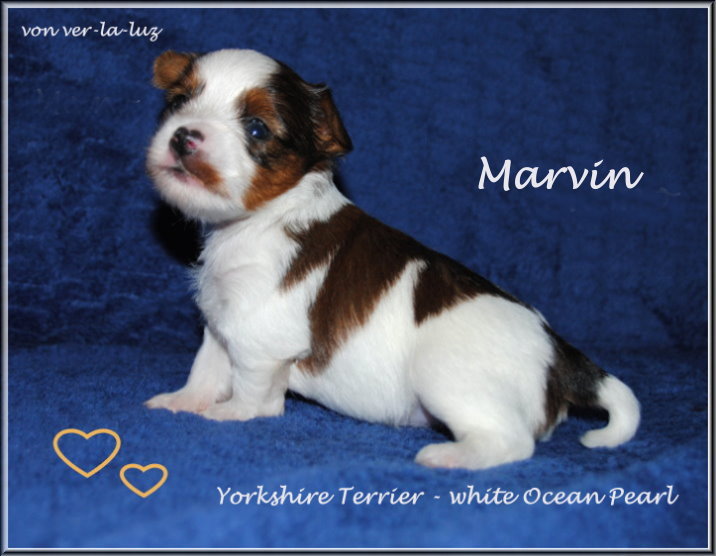 Finja M white Ocean Pearl Yorkshire Terrier Marvin von ver la luz 45 wochen 3 Kopie | Hundezucht von Martina Dase ver-la-luz - Golddust und Biewer Yorkshire Terrier a la Pom Pon
