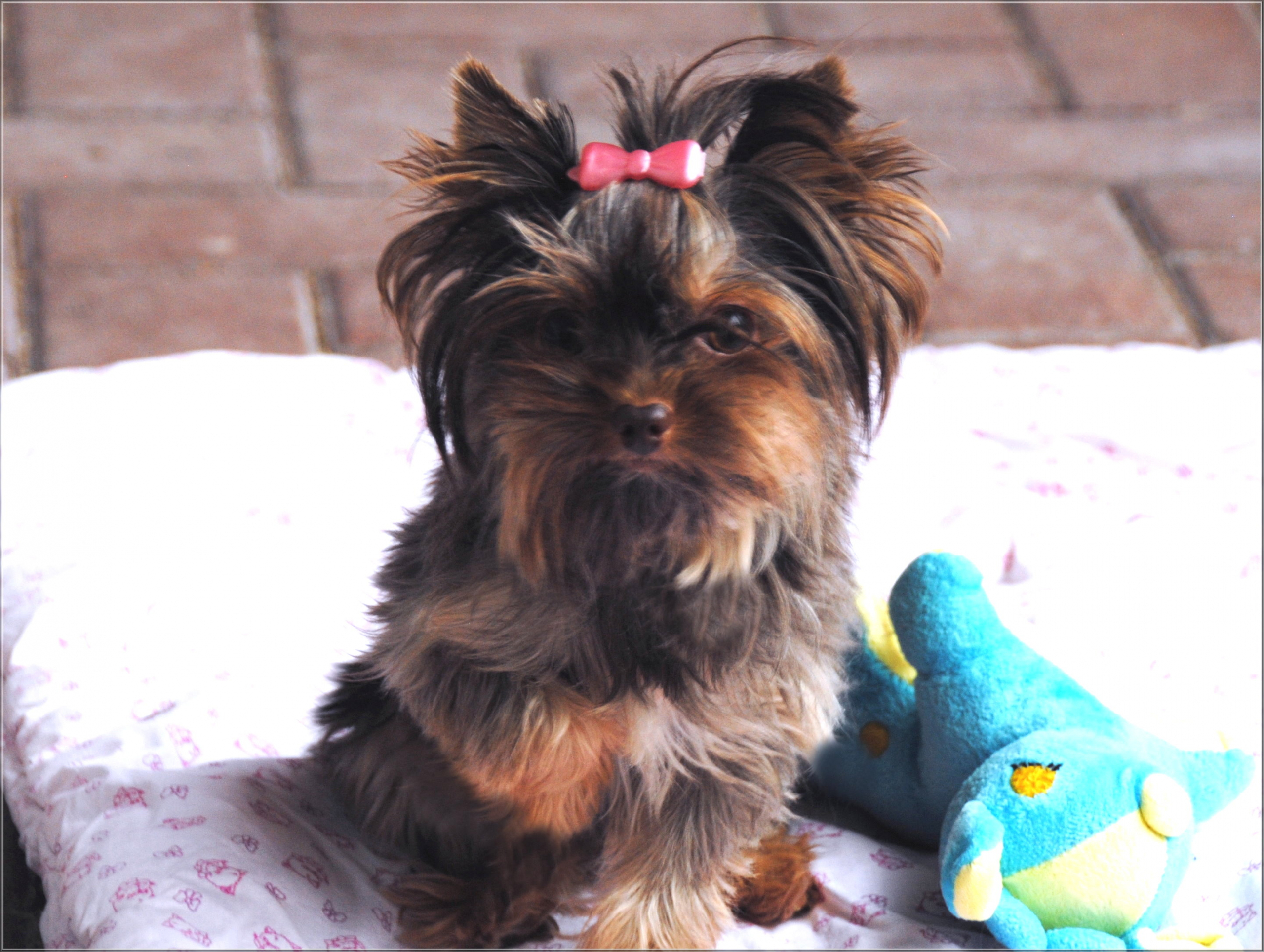 Amy 3 Jahre2 2 2 scaled | Hundezucht von Martina Dase ver-la-luz - Golddust und Biewer Yorkshire Terrier a la Pom Pon