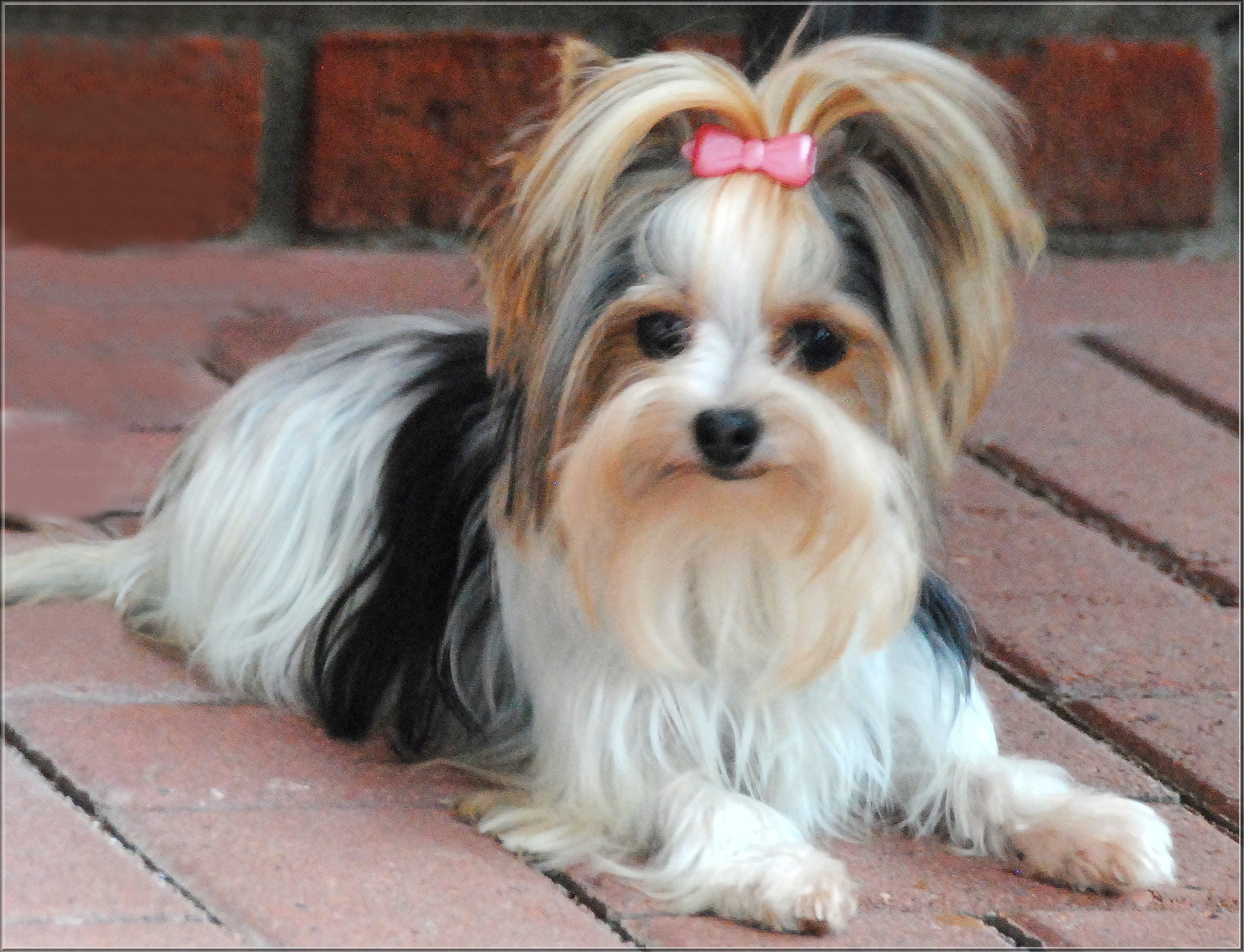Bellamie 7 Jahre 7 | Hundezucht von Martina Dase ver-la-luz - Golddust und Biewer Yorkshire Terrier a la Pom Pon